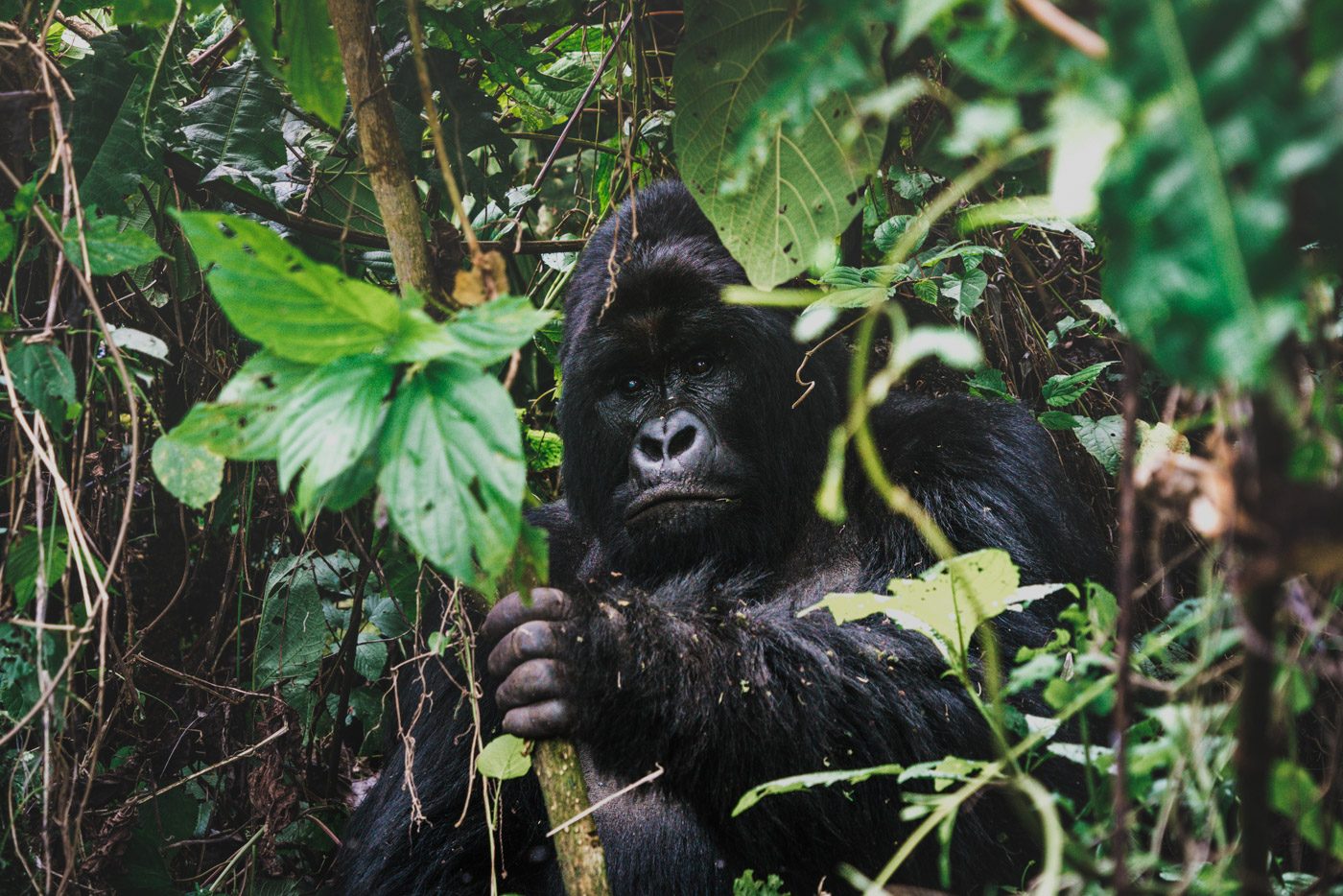 卢旺达银背山地大猩猩