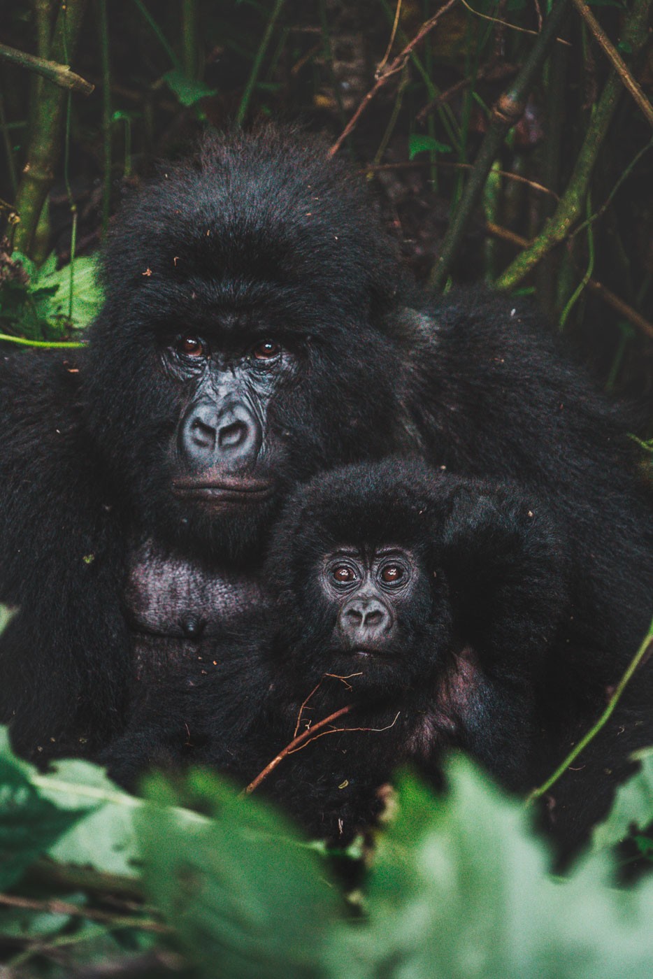刚果大猩猩徒步旅行