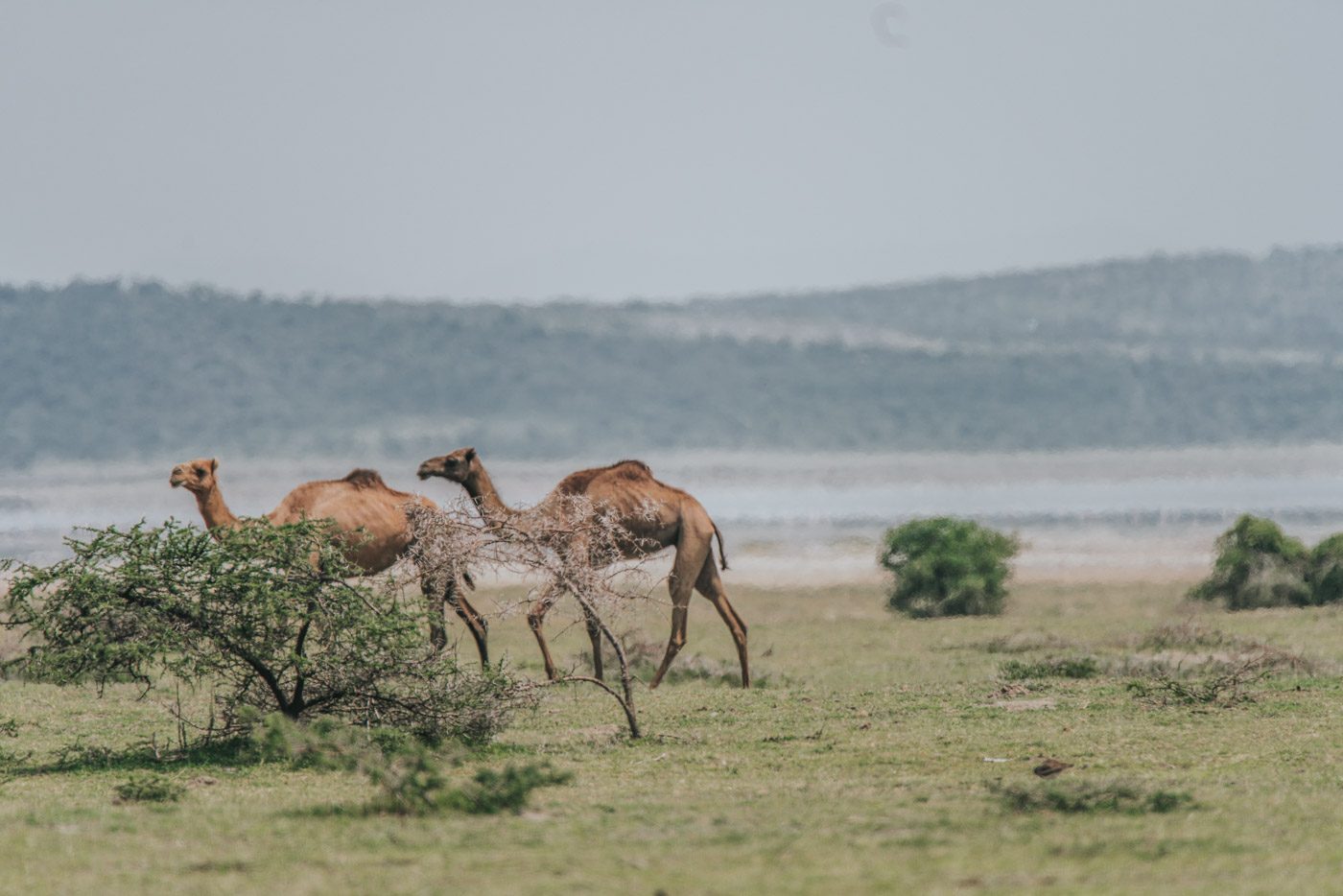 骆驼在湖上漫步。埃塞俄比亚可能有点奇怪!