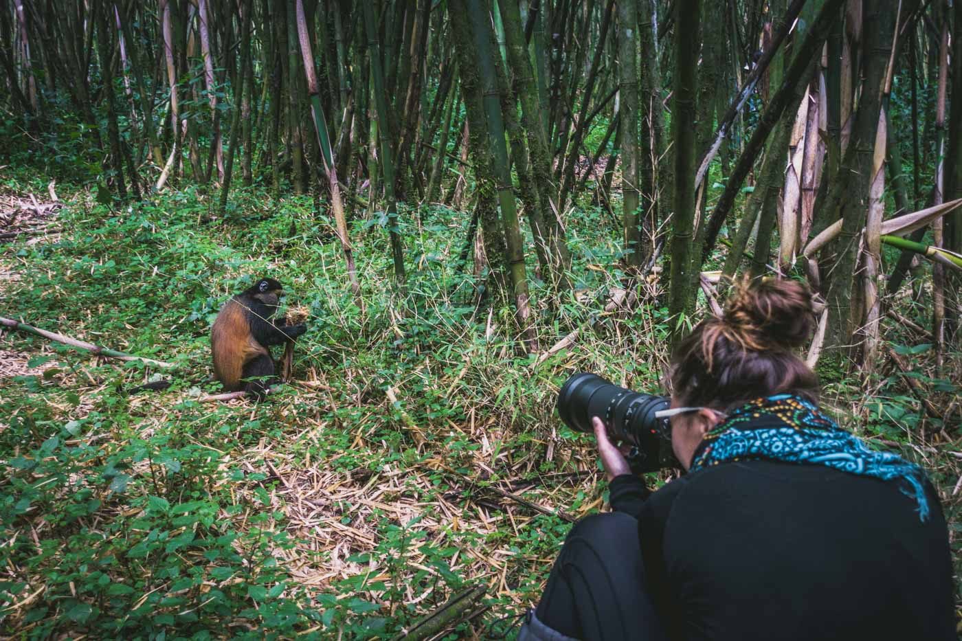 一只猴子被发现在卢旺达大猩猩狩猎旅行的一个地区
