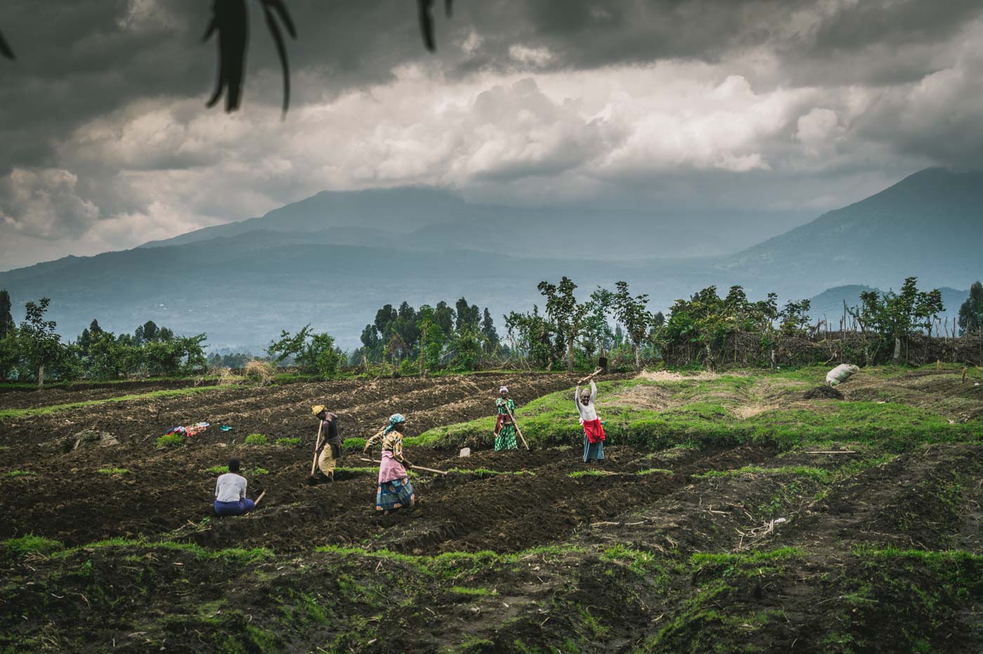 万博体育最新客户端下载卢旺达之旅:当地人在火山国家公园外的田地里劳作