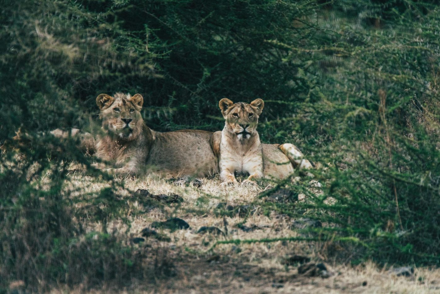 关于坦桑尼亚恩戈罗恩戈罗野生动物园，你需要知道什么