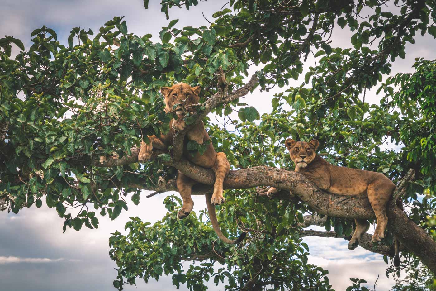 伊丽莎白女王国家公园的爬树狮子