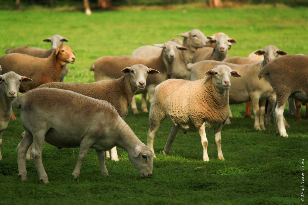 巴罗萨山谷的绵羊
