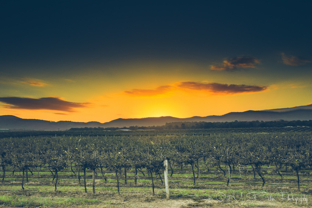 澳大利亚新南威尔士州猎人谷的日落，澳大利亚的葡萄酒产区