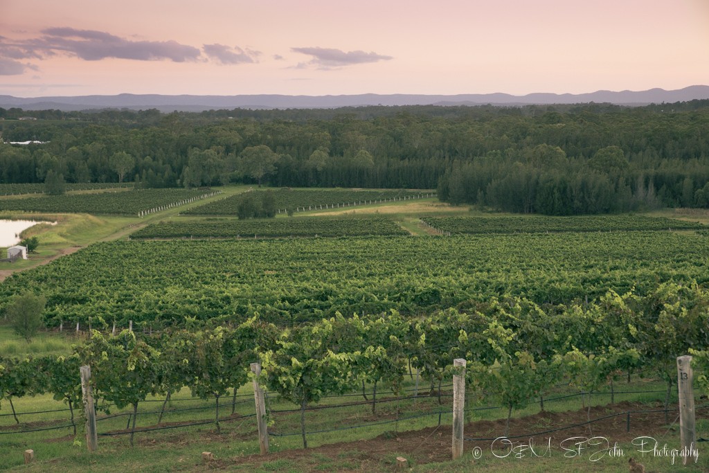 位于新南威尔士州猎人谷的连绵葡萄园，是澳大利亚葡萄酒产区