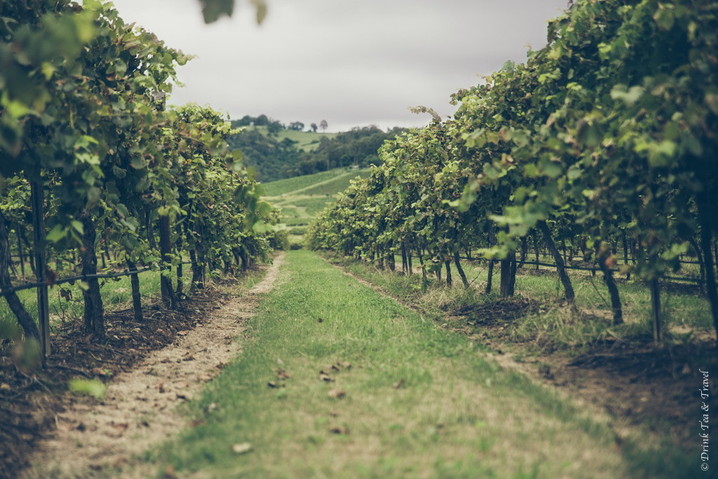 位于澳大利亚新南威尔士州猎人谷的葡萄园，是澳大利亚的葡萄酒产区