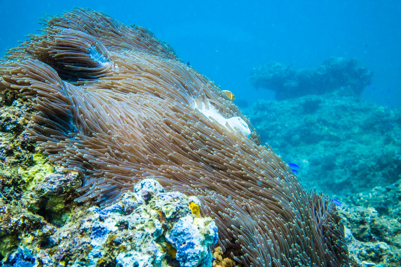 宁格罗珊瑚礁,Exmouth。澳大利亚西部。封面图片