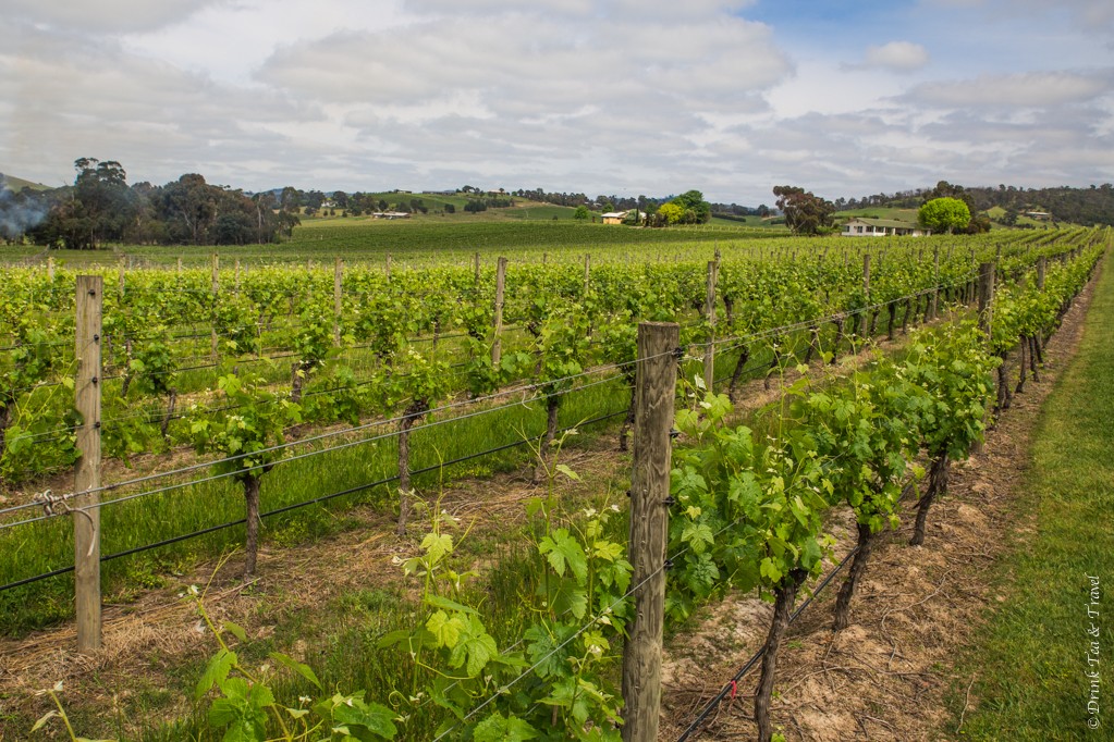 位于澳大利亚葡萄酒产区Yarra Valley的葡萄园