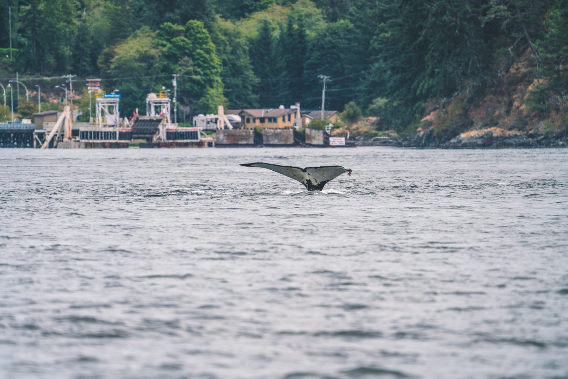 温哥华岛景点-赏鲸