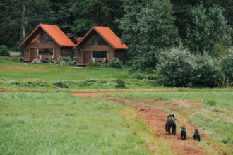 特威兹米尔公园小屋的荒野逃亡:加拿大灰熊的栖息地