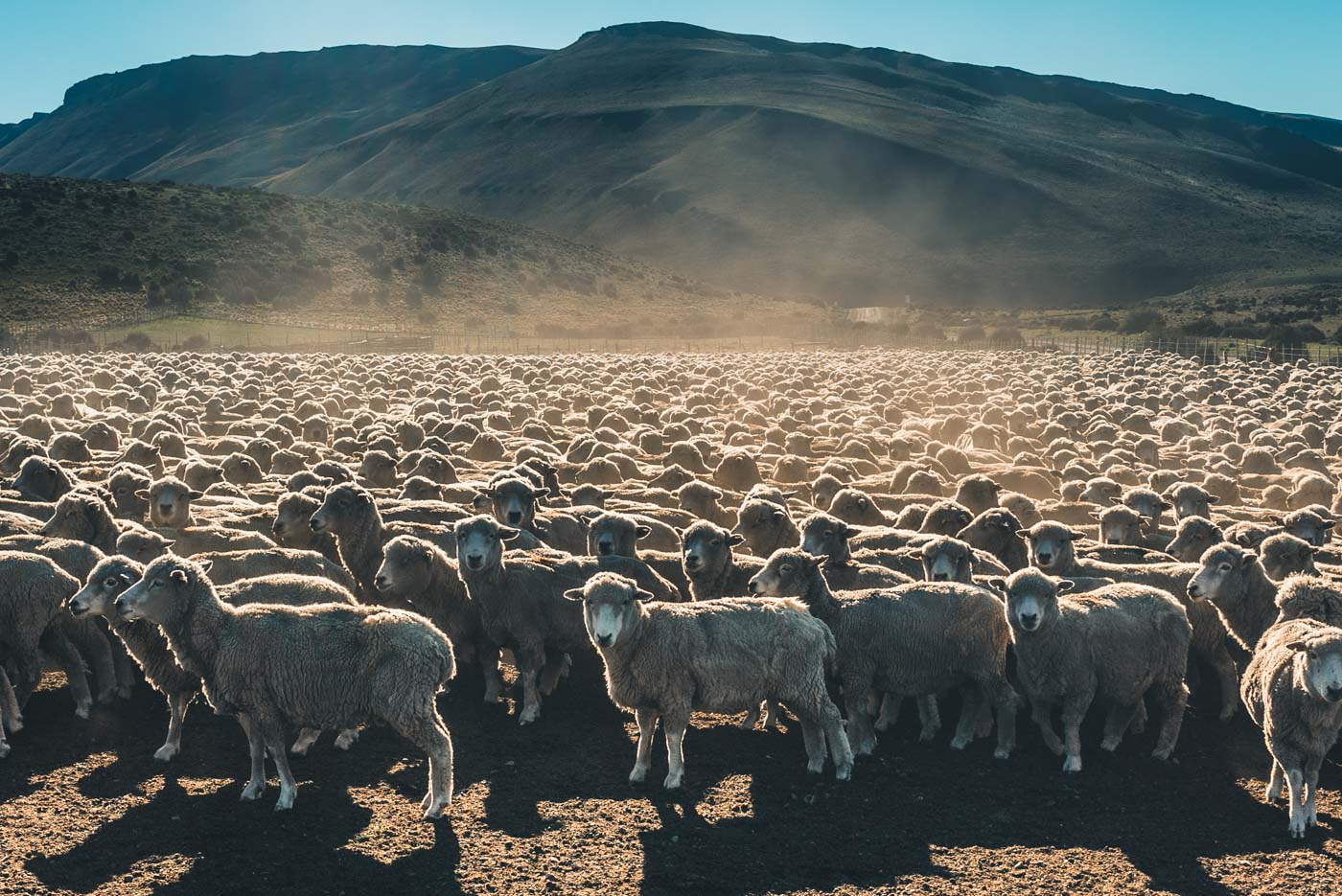 纳塔莱斯港附近的一群羊