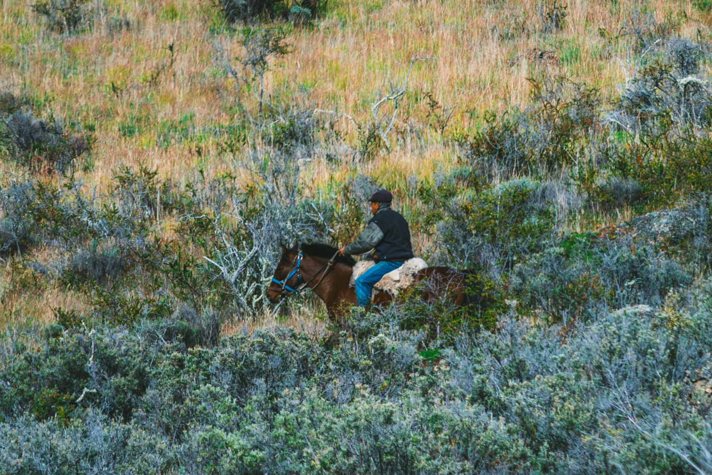 在智利的巴塔哥尼亚，一个当地的高乔牧人正在穿过一片田野