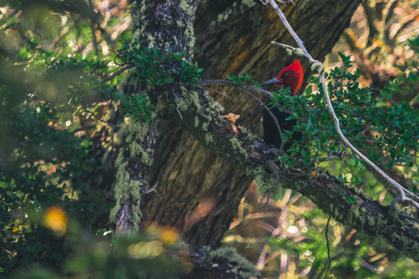 在智利巴塔哥尼亚，雄性麦哲伦啄木鸟正在树上寻找蛀木幼虫和甲虫