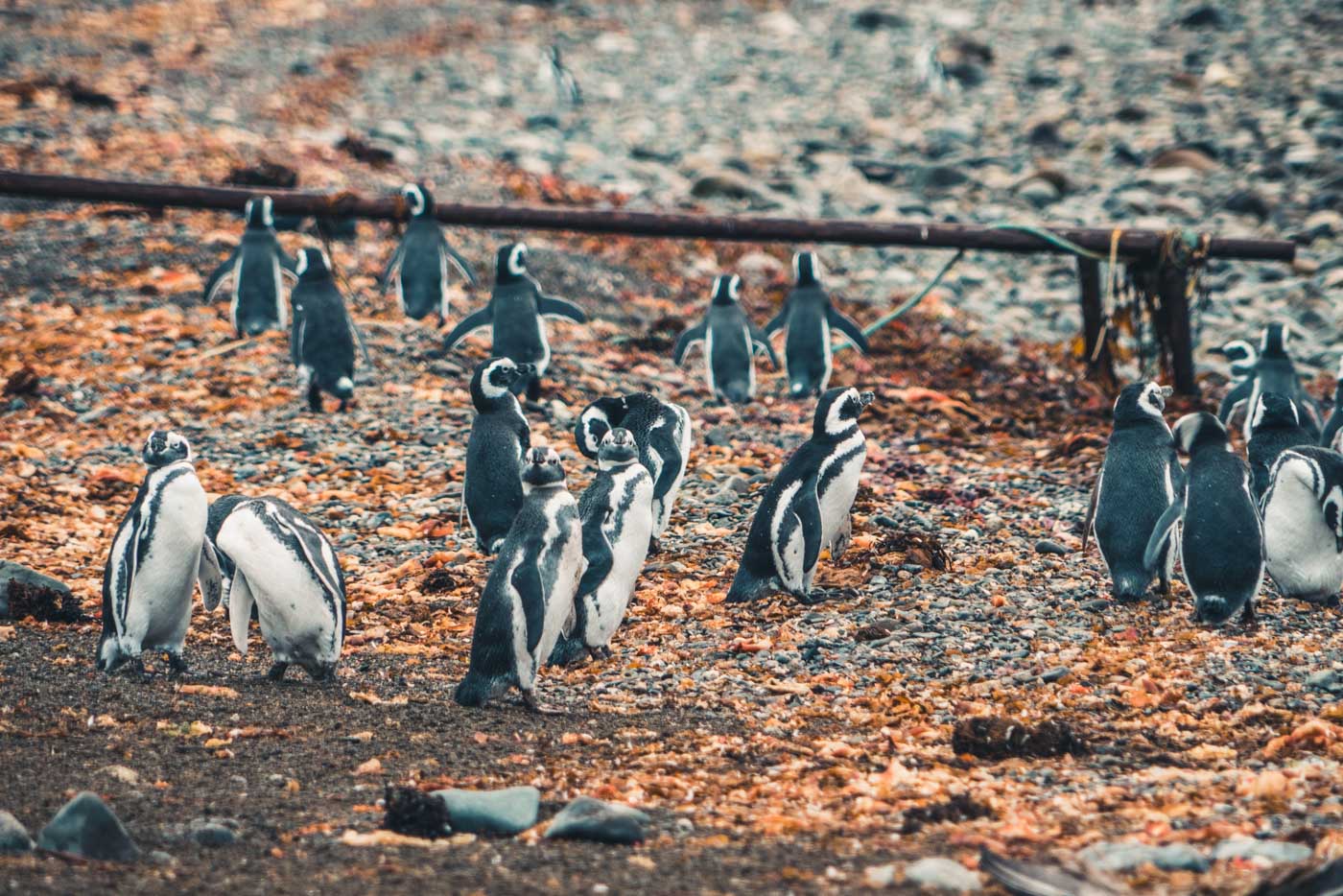 在智利蓬塔阿雷纳斯，企鹅的进行曲和海狮的咆哮