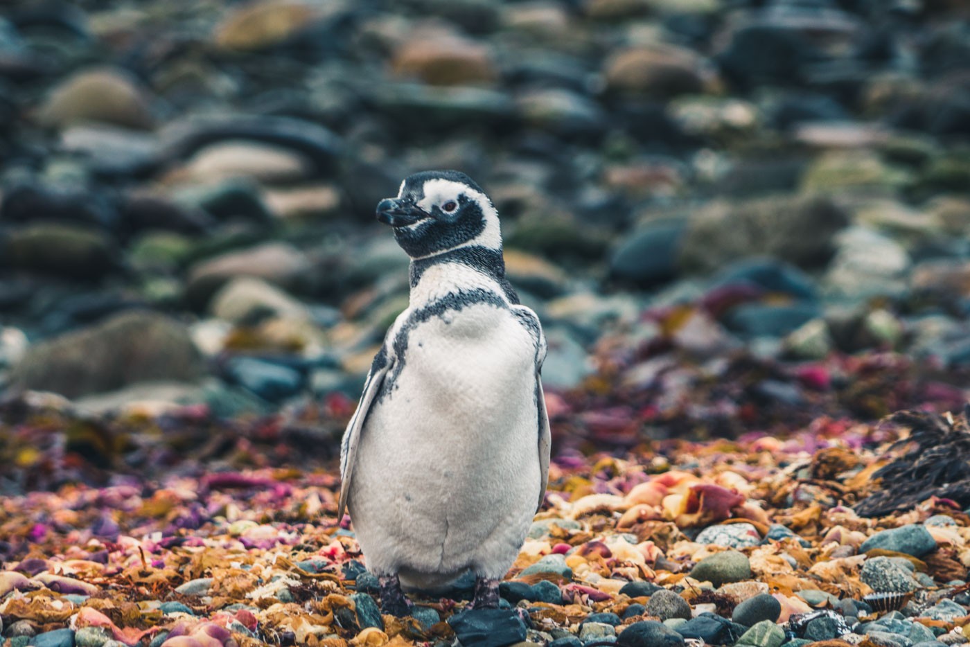 一只麦哲伦企鹅在智利巴塔哥尼亚的马格达莱纳岛上摆姿势拍照