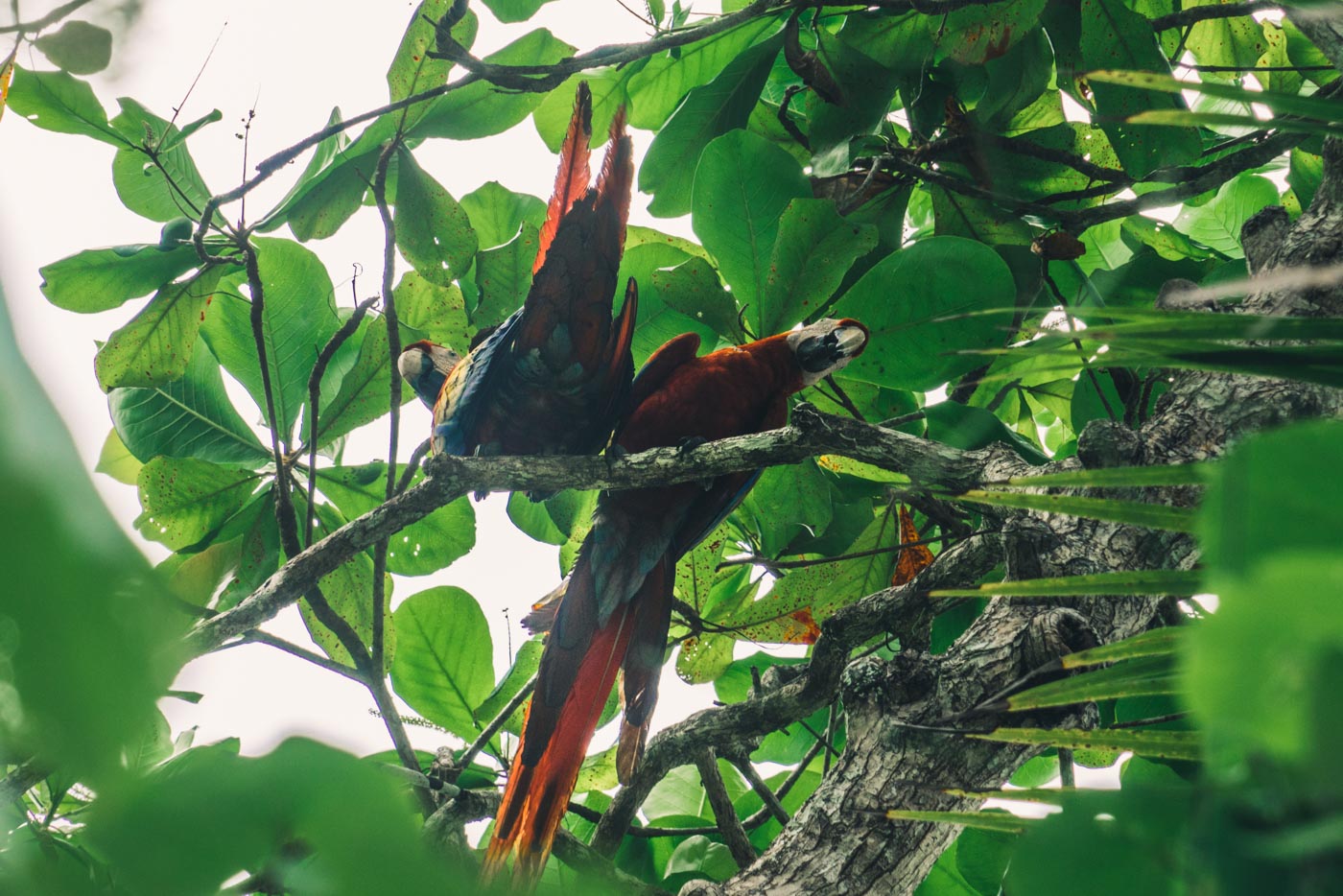 Osa Peninsula Costa Rica: There are lots of parrots inside Corcovado National Park