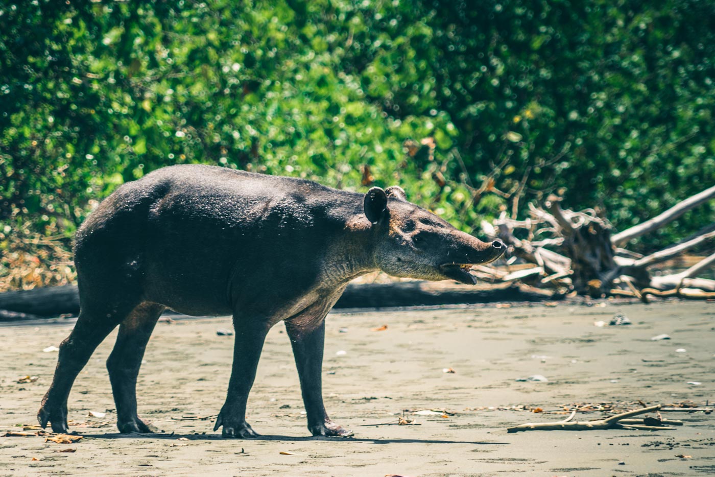 Baird's Tapir in Corcovado National Park, Osa Peninsula, Costa Rica