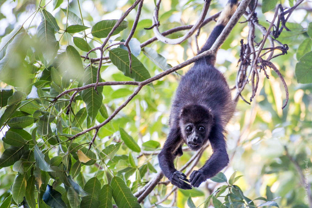 哥斯达黎加动物:有毛吼猴