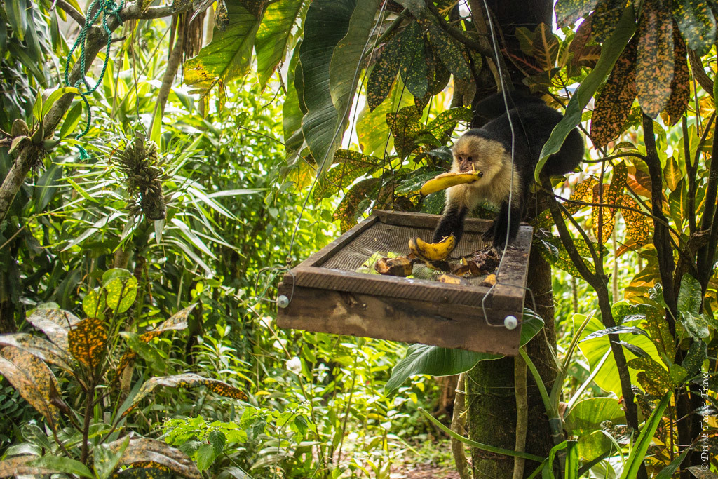 哥斯达黎加动物:白头卷尾猴，