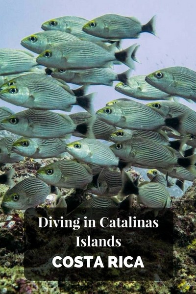Diving in Catalinas islands Costa Rica