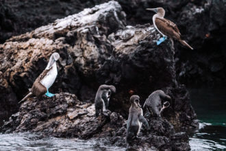 18加拉帕戈斯群岛的动物:摄影随笔