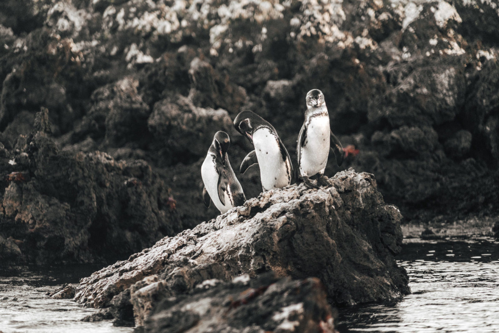 伊莎贝拉岛岩石上的加拉帕戈斯企鹅