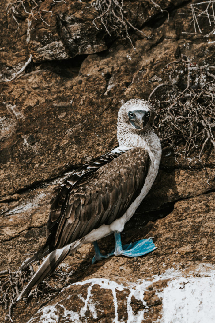 加拉帕戈斯群岛圣克鲁斯岛上的蓝脚鲣鸟