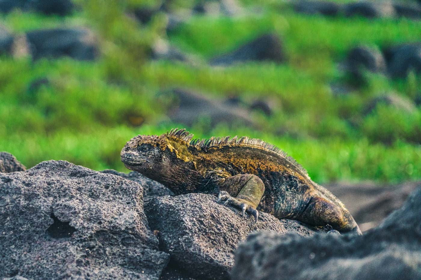 海鬣蜥，混在加拉帕戈斯群岛圣克里斯托巴尔岛的熔岩中