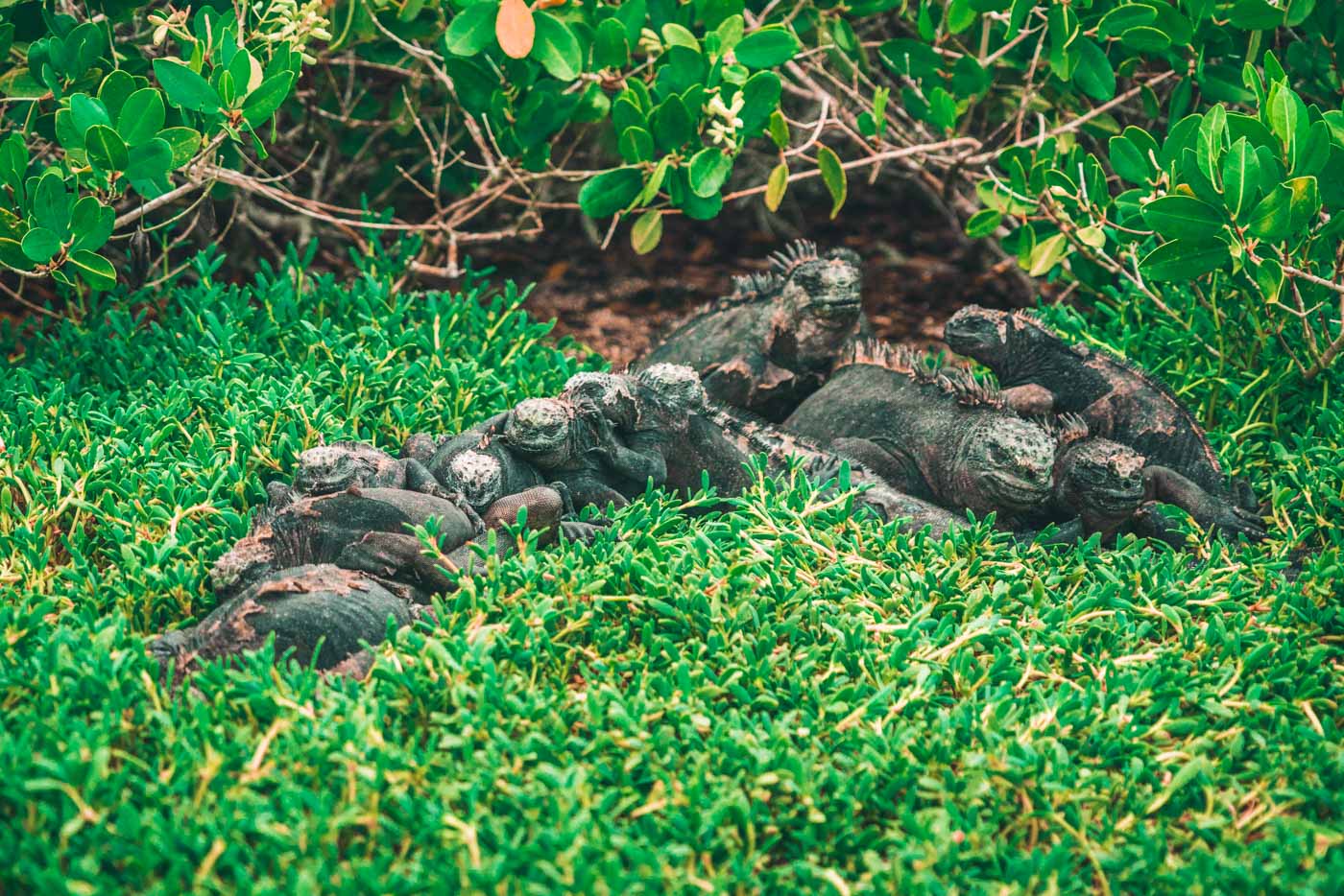海鬣蜥堆积在圣克鲁斯岛的托尔图加湾。加拉帕戈斯群岛