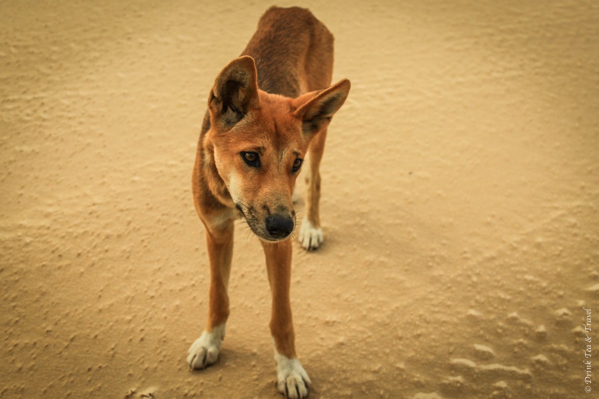 在弗雷泽岛露营:这只澳洲野狗看起来很友好，但其实不然
