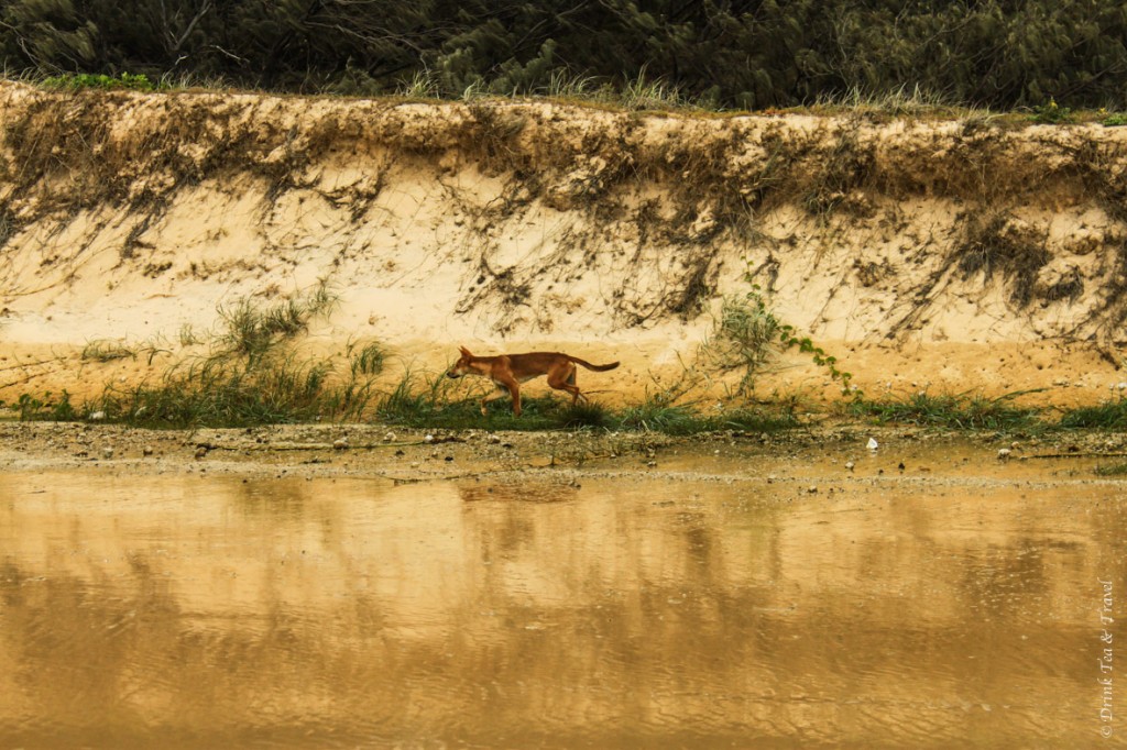 弗雷泽岛之旅:海滩上的澳洲野狗