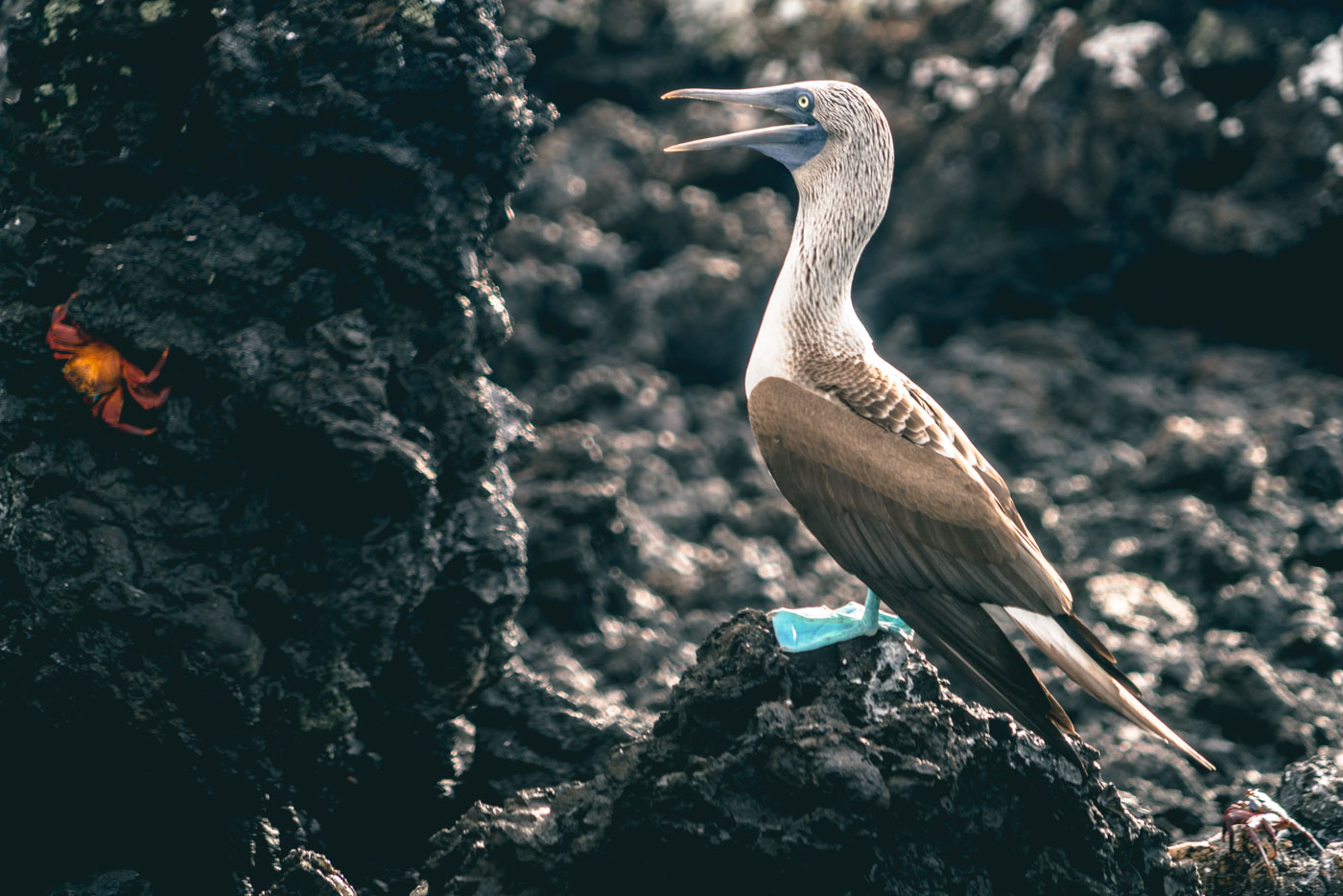 在伊莎贝拉岛的熔岩岩石上，一只蓝脚鲣鸟注视着一只红螃蟹