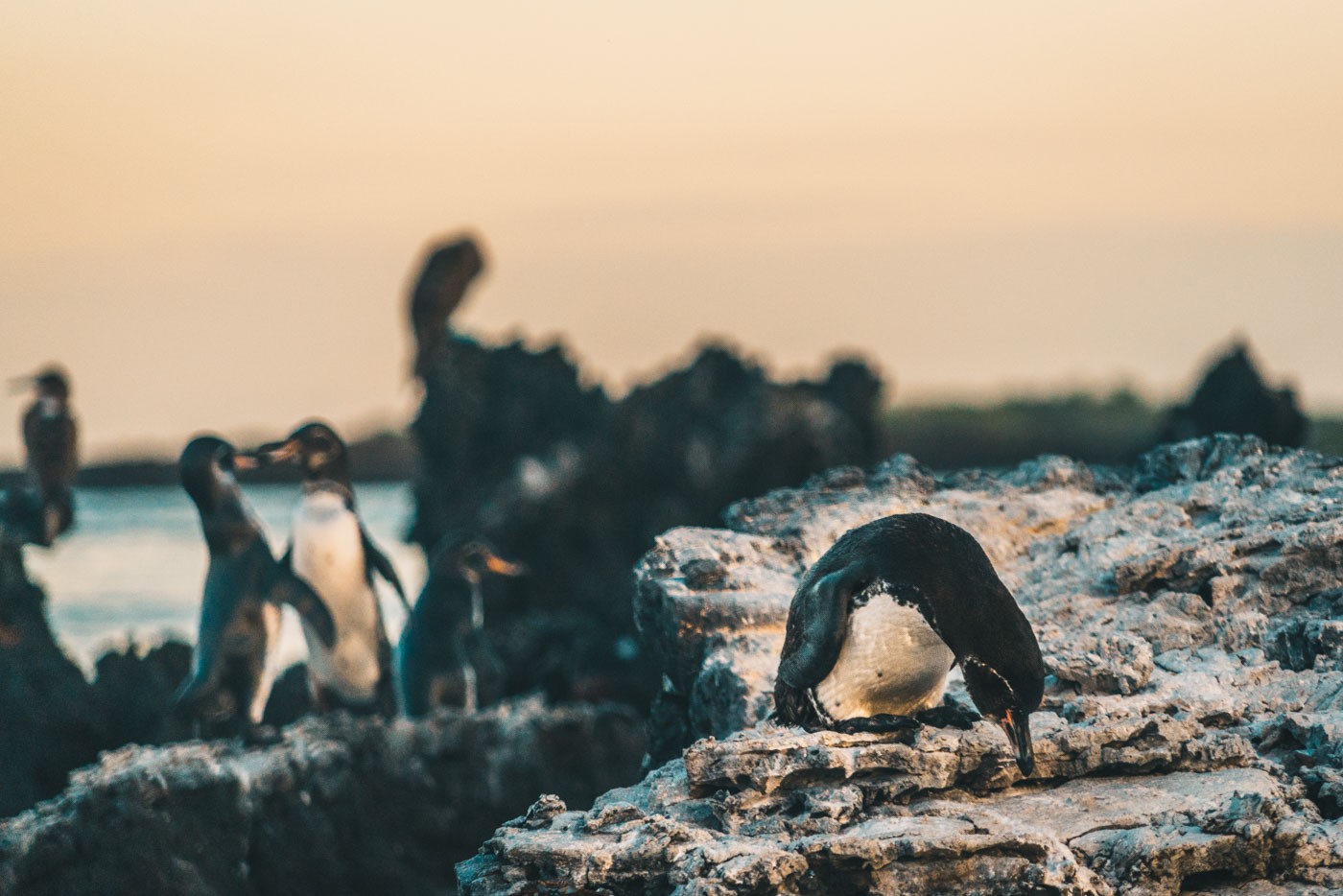 伊莎贝拉岛Tintorenas上的企鹅。加拉帕戈斯群岛