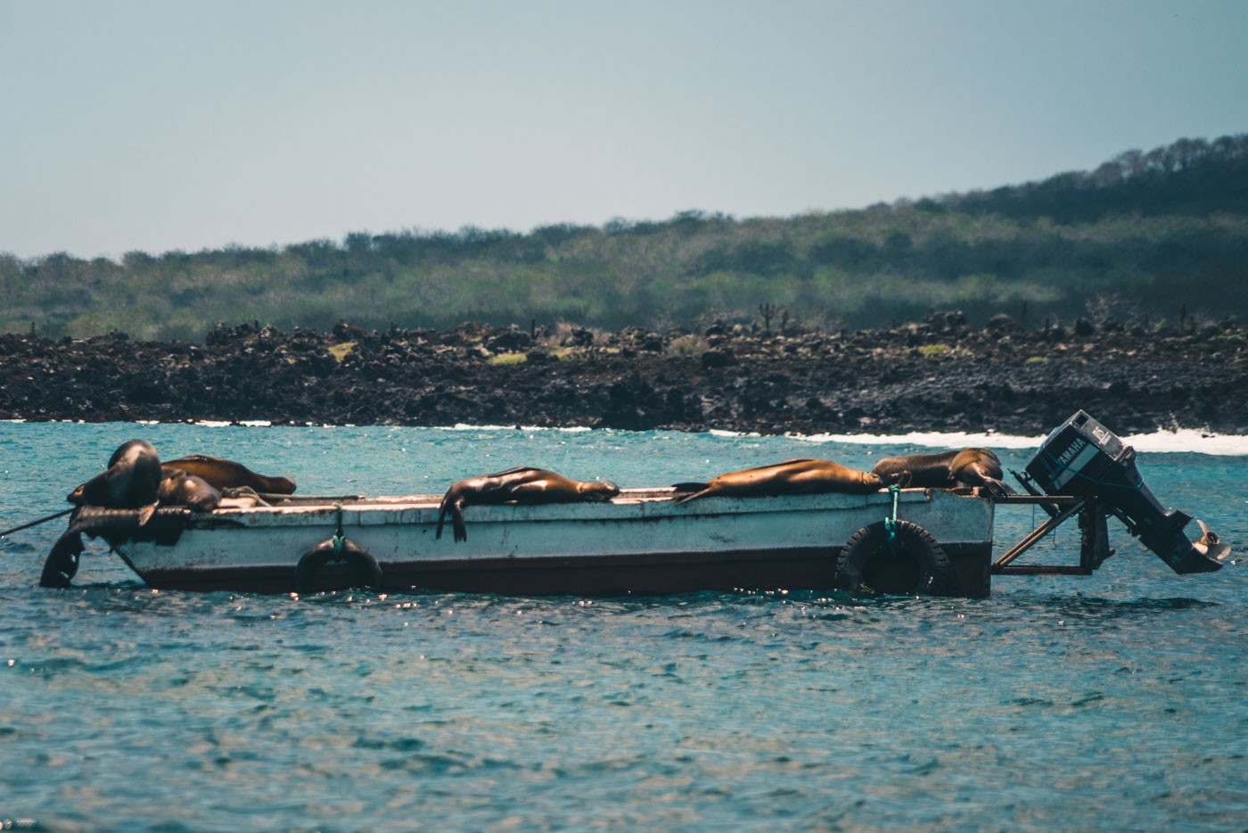 一群懒洋洋的海狮在圣克里斯托巴尔岛的一艘渔船上晒太阳。加拉帕戈斯群岛