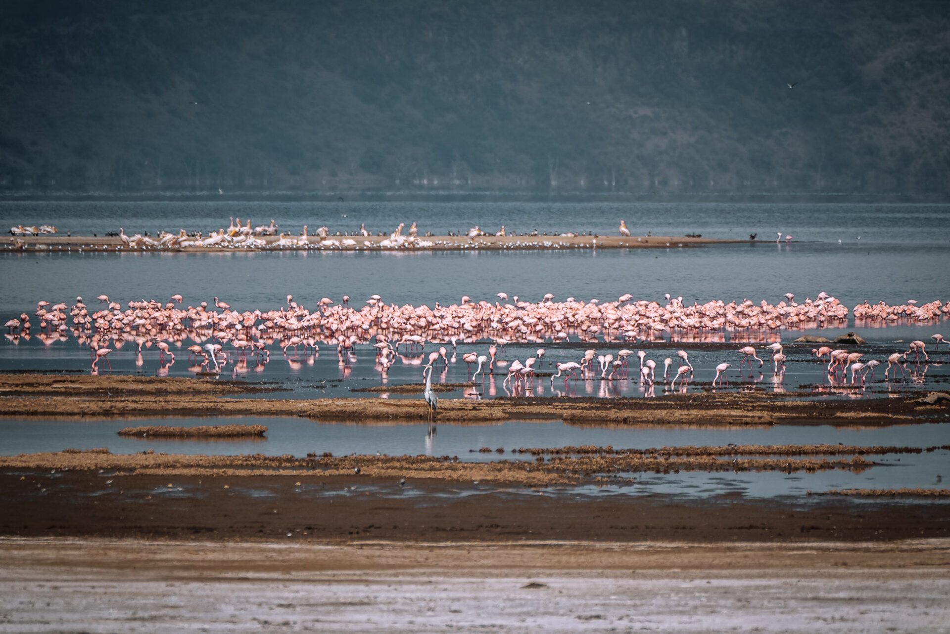 肯尼亚好玩的事，纳库鲁湖的火烈鸟