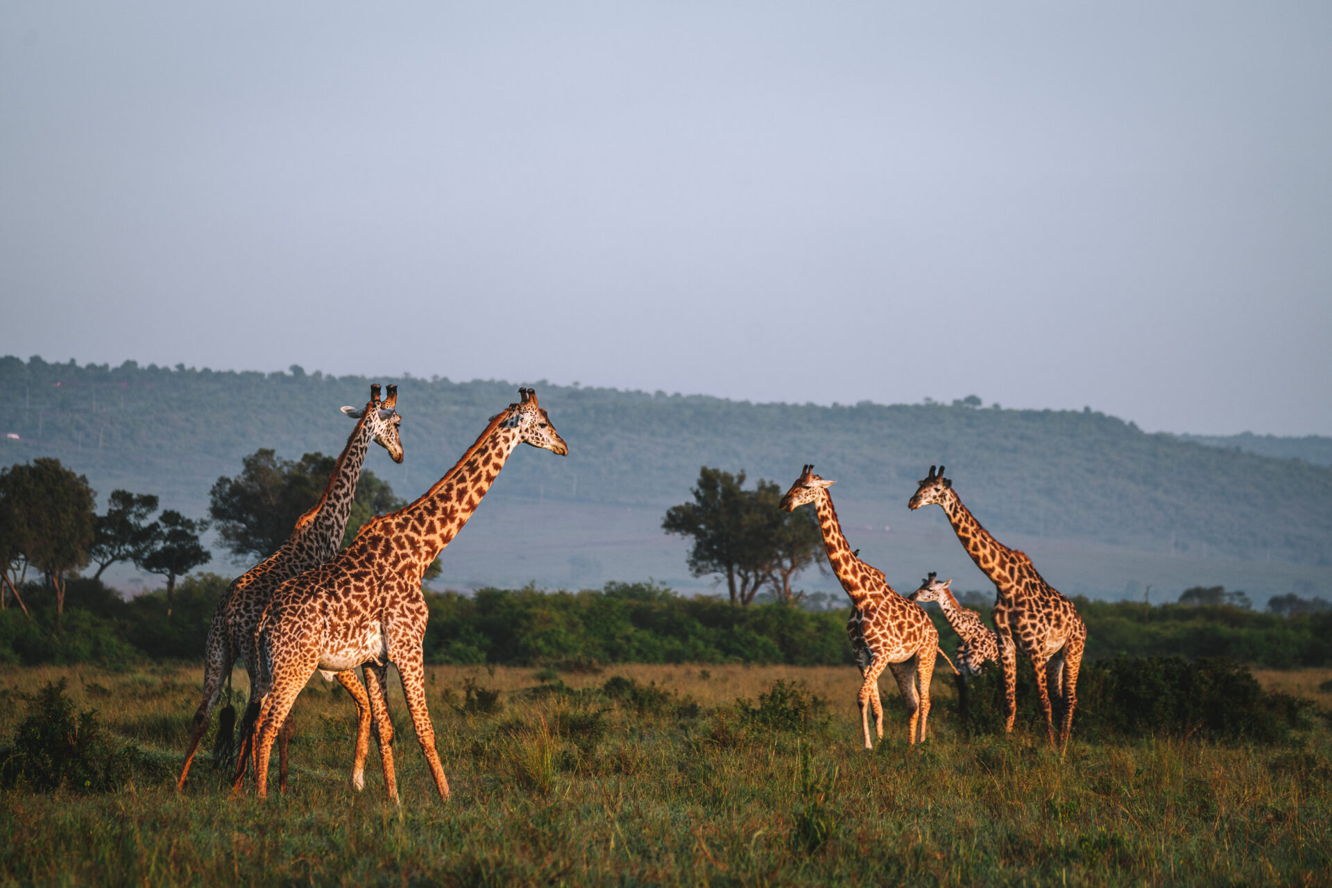 马赛马拉的长颈鹿，肯尼亚可以做的事情