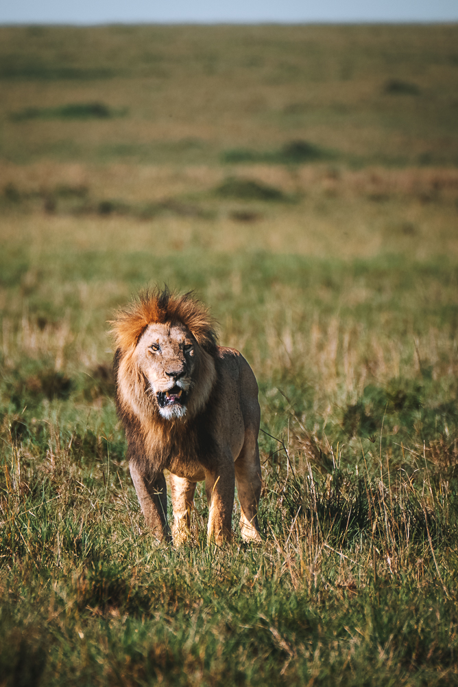 狮子，肯尼亚野生动物园