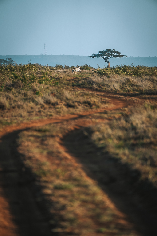 在肯尼亚的莫吉保护区