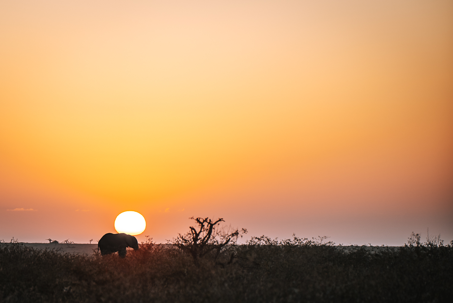 肯尼亚莫吉保护区的神奇日落