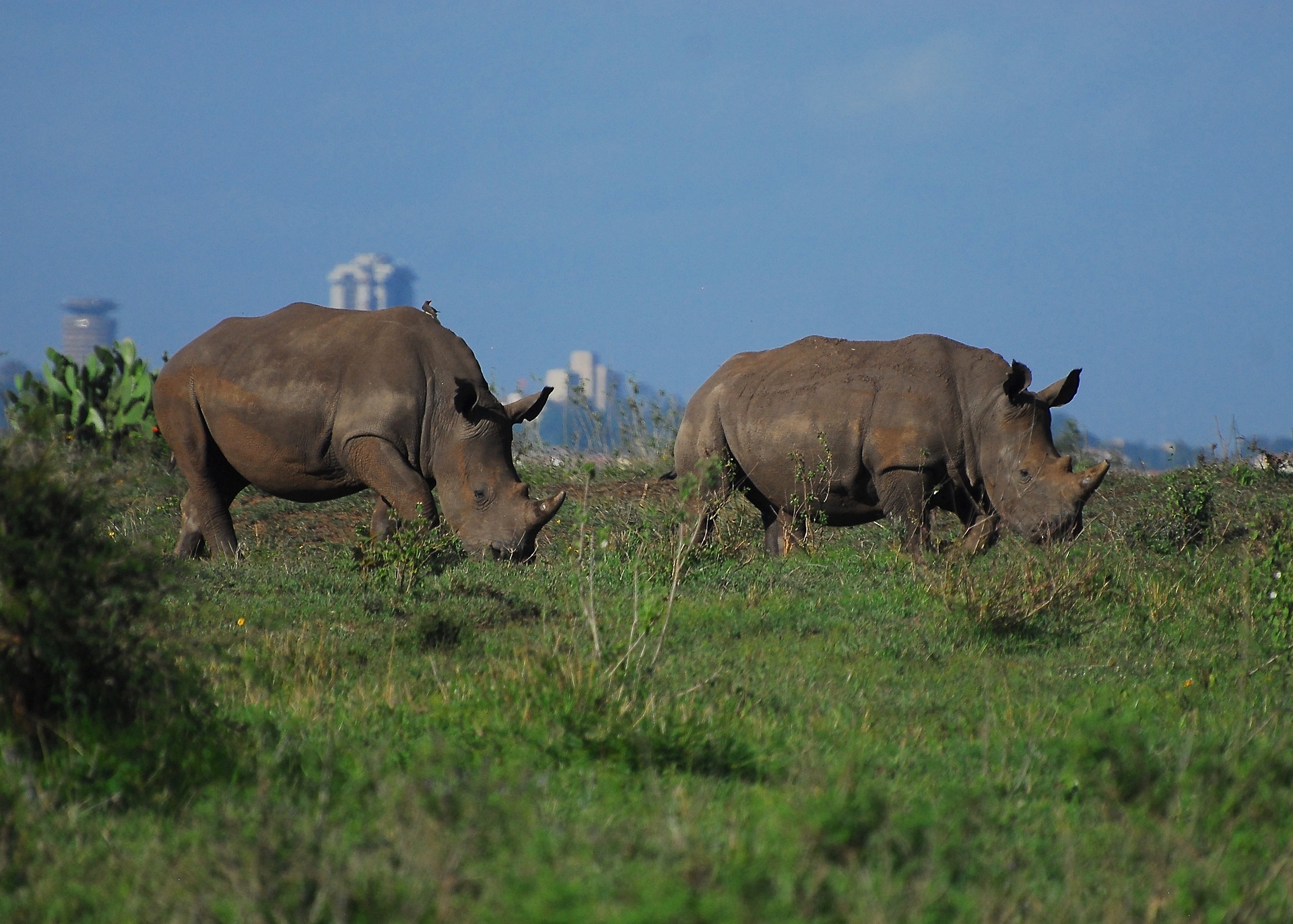 内罗毕国家公园的犀牛，肯尼亚可做的事情