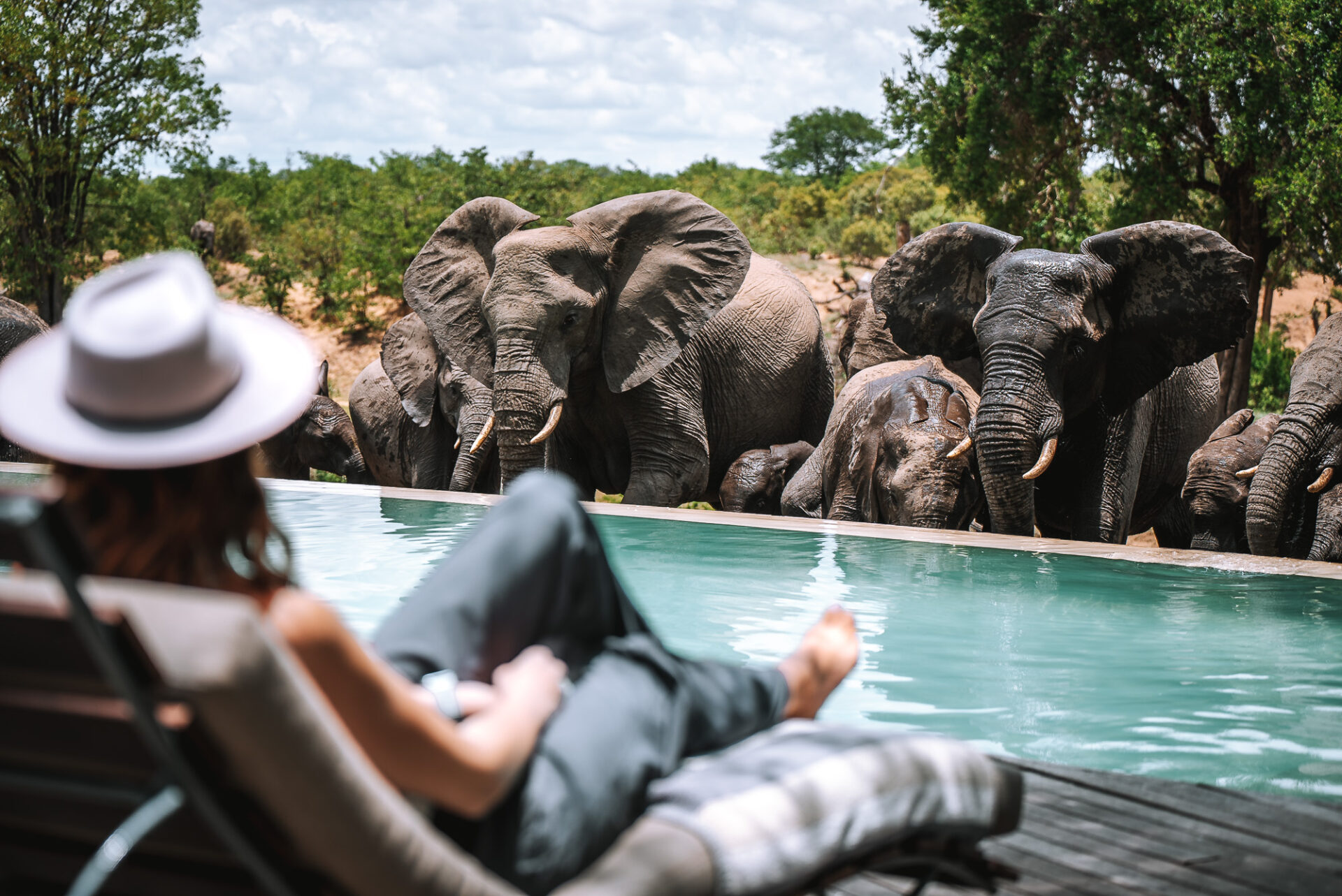 在Ngala野生动物旅馆的游泳池，南非的野生动物旅馆