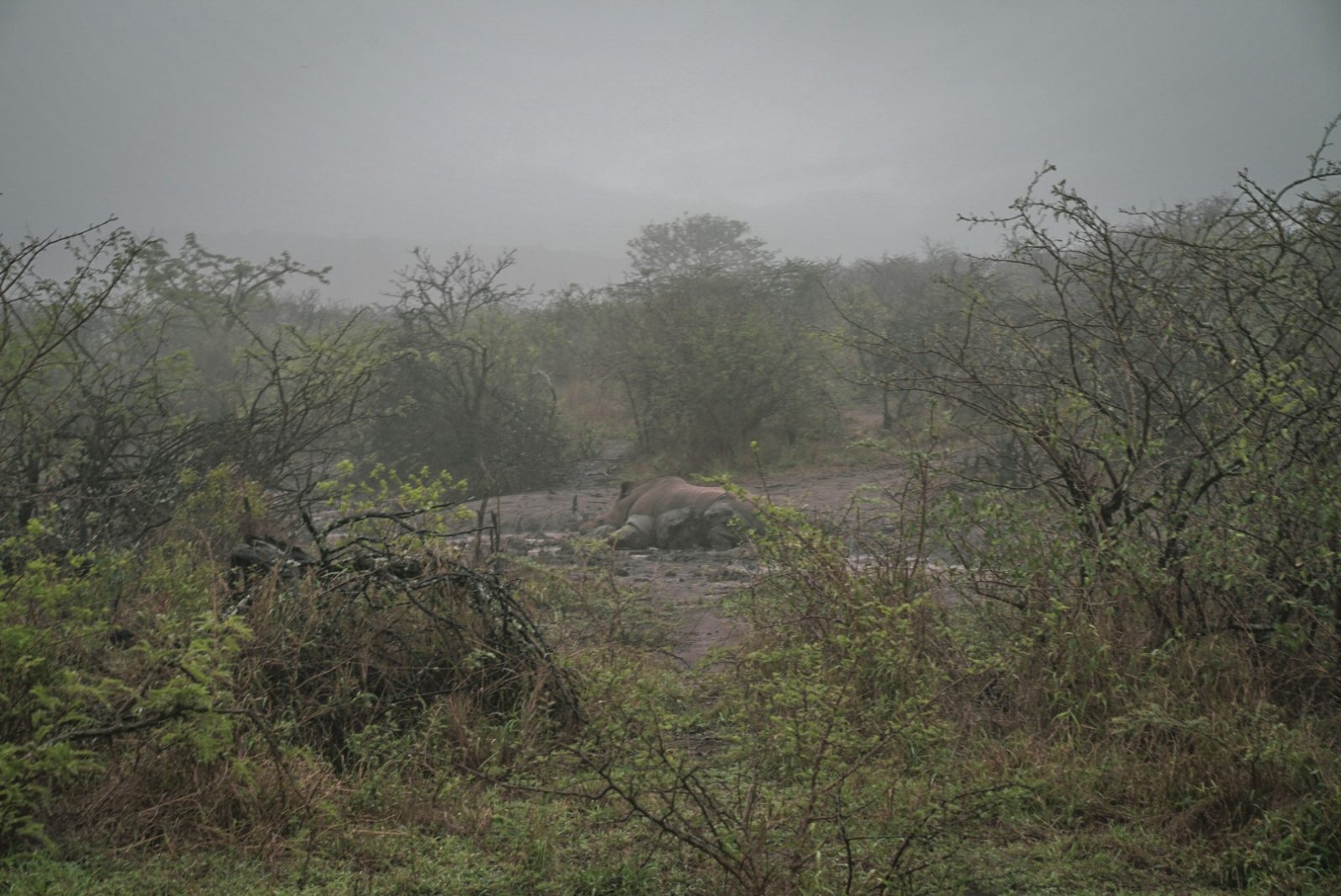 犀牛在Hluhluwe-IMfolozi公园的泥里打滚