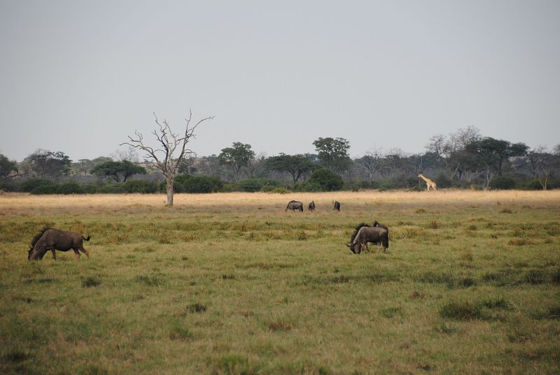 博茨瓦纳乔贝国家公园