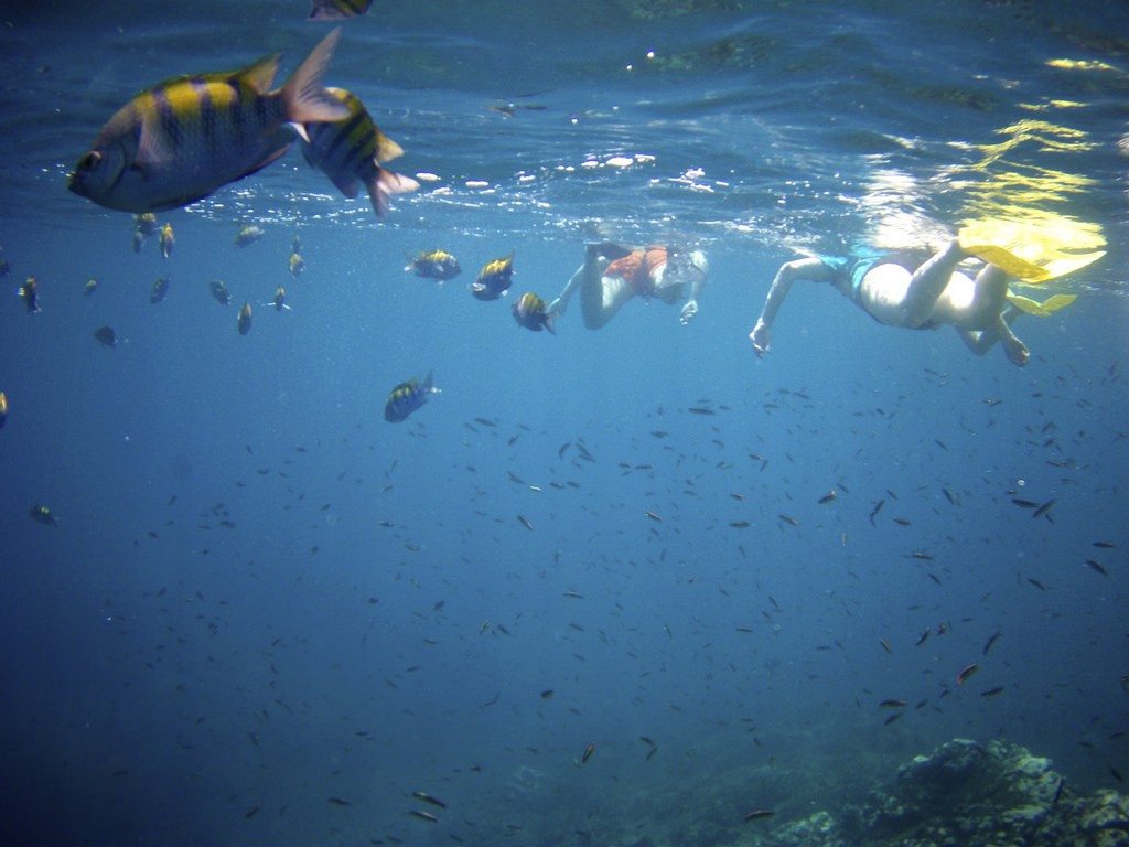 哥斯达黎加潜水指南，浮潜，Caño岛