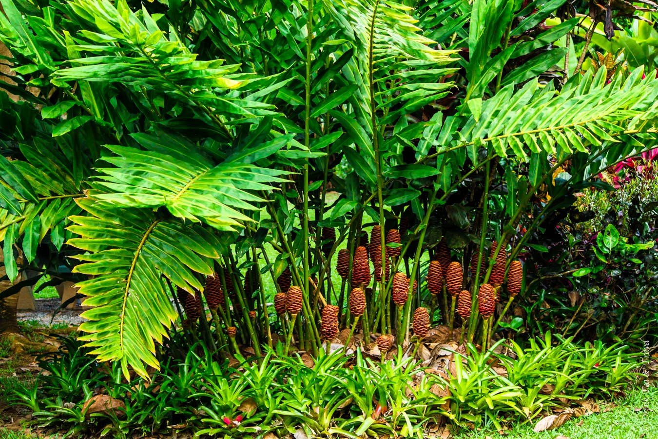 昆士兰丹特里国家公园的王蕨